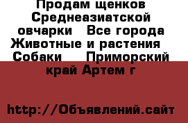 Продам щенков Среднеазиатской овчарки - Все города Животные и растения » Собаки   . Приморский край,Артем г.